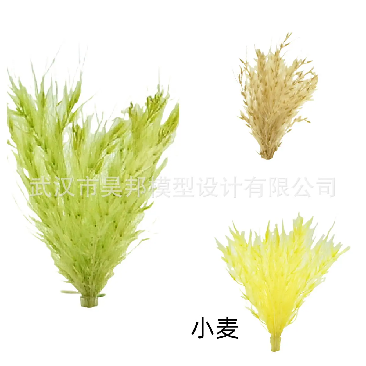 小麦3.jpg