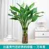Planta hidropónica, planta de hoja grande de hoja perenne en maceta, follaje ornamental de interior, planta verde de escritorio de oficina, de hoja perenne todo el año, purificador de aire