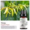 Exportación Transfronteriza Aceite Esencial Individual Fragancia Aromaterapia Masaje Aceite Esencial Sándalo Difusor Mayoreo Muestra de 10 ml