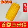 Milho Glutinoso Amarelo do Nordeste Pedaços de Milho Glutinoso [8-10 Pedaços] 1kg Embalado a Vácuo Produto Agrícola Comestível Milho Não-OGM