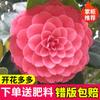 Dropshipping Plántulas de Camelia Xiangfei Plantas de Camelia en Maceta Florecen en Todas las Estaciones y Son Buenas para Alimentar Interiores Sala de Estar Balcón Exterior