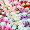Parede de rosa biónica de fábrica arco de abertura de casamento parede de flores guia de flores para estrada adereços de casamento flor decorativa artesanal diy