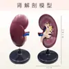 Modelo Ampliado de Anatomía del Riñón Humano, Estructura de la Unidad Renal, Ayuda Didáctica de Demostración Especializada para Facultades de Medicina e Instituciones de Formación
