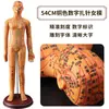 Folha de Cobre para Acupuntura Uso Doméstico Medicina Tradicional Chinesa Silicone Modelo de Diagrama de Meridianos do Corpo Humano com Pontos de Acupuntura