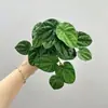 Planta Suculenta Artificial Folha de Antúrio Centella Asiática Mini Toque Suave Borracha Decoração de Casa Planta Verde Floresta Decoração Suave Planta Verde
