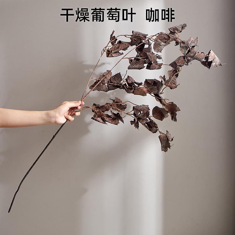 干燥葡萄叶 咖啡