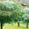Rede verde à prova de pássaros Rede à prova de pássaros para frutas e vegetais Rede à prova de insetos Rede de proteção para uvas Cobertura para lago de peixes Jardinagem em estufa Nylon