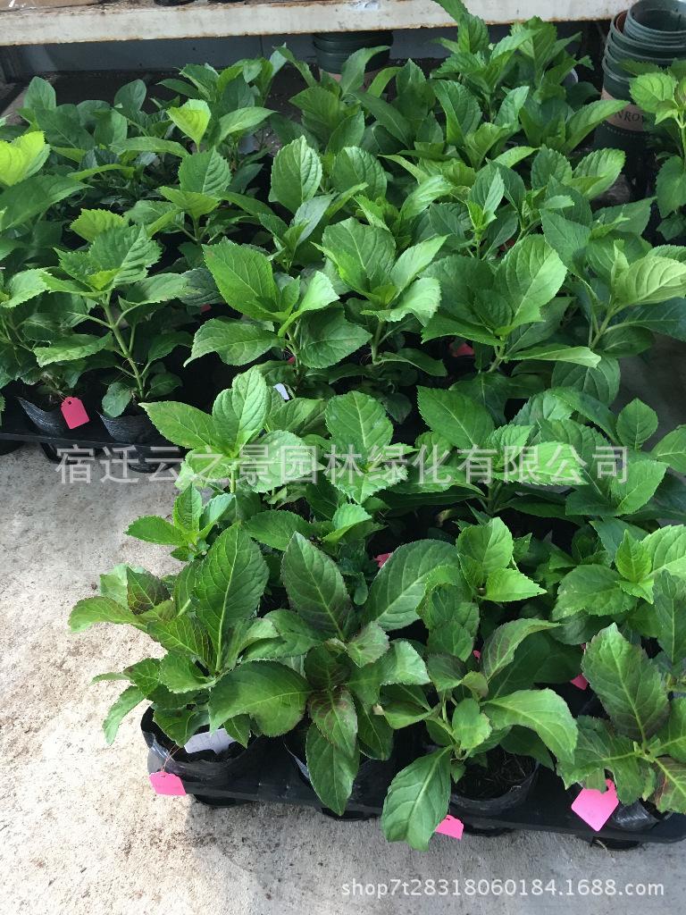 鍏粰缁ｇ悆鑺辫缁?5