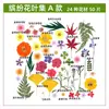 Conjunto de espécimes de flores de plantas secas, flores prensadas naturais para decoração DIY, marcadores de página de flores prensadas, espécimes de plantas para fundição em resina