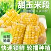 Maíz de fruta listo para comer, segmentos de maíz dulces y crujientes, alimento cocido envasado al vacío, desayuno fresco sin cocinar, snack para dormitorio estudiantil, sustituto de comida