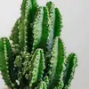 Plantas suculentas, plantas pequeñas de interior en maceta, cactus de mesa para sala de estar, plantas verdes, flores de vivero, fáciles de cuidar durante todo el año