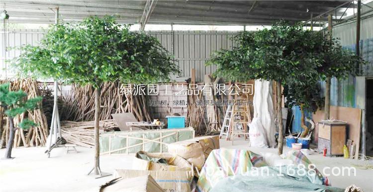 榕树066.jpg
