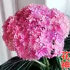 Jardim da Heidi Hortênsia Pipoca Thor Mãe do Mar Flores Plantas Vasos Mudas Balcão Pátio