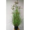 Simulação Reed Artificial Reed Grass Atacado Planta Falsa Shopping Decoração para Casa Cebola Dog Tail Grass Simulação Planta Verde