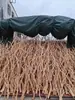 Raíz de azalea raíz de madera flotante ramitas ramas gruesas ramas finas planta acuática pegamento con polvo de esqueleto acuario conjunto de paisajismo paquete otro