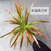 Plantas Simuladas, Acessórios para Decoração de Parede de Plantas Verdes, Acessórios para Gramado Artificial, Decorações de Mesa para Casa, Pequenos Bonsais Fabricantes Atacado