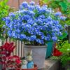 Um pedaço de floco de neve azul trepadeira mudas pátio flor vaso pirulito extra grande planta resistente ao calor varanda trepadeira