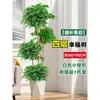 Árbol Feliz Sala de Estar en Maceta Planta Verde Grande y Vieja Oficina Árbol Seguro Planta Absorbente de Formaldehído Fácil de Mantener en Todas las Estaciones