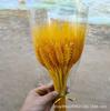 Fabricante de Flor Seca de Espiga de Trigo Yunnan Atacado Espiga de Trigo Abertura Cevada Flor Seca Decoração para Casa Buquê de Flor Seca de Espiga de Trigo