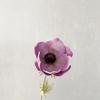 Novo padrão de grama com sensação de mão simulada rosa PU flor única anêmona flor artificial mesa de jantar sala de estar com adereços de fotografia Material da flor