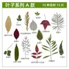 Especímenes de Plantas de Hojas Reales Pegatinas Hechas a Mano para Jardín de Infancia Flores Secas Flores Prensadas Especímenes de Plantas DIY Materiales para Pintura de Hojas