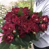 Dropshipping de Plántulas de Rosa Hacker, Flores de Rosa en Maceta Florecientes, Plantas Trepadoras, Plántulas de Rosa Trepadora, Plantas Verdes