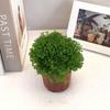 Escritorio Tierra Verde Plantas Verdes Espacio Verde Coral Helechos Perennes Hierba Nube Verde Plantas Hidropónicas en Maceta Tierra Verde
