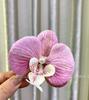 Horquilla para el cabello con flor de Phalaenopsis estilo coreano con flor lateral 2024 nuevo estilo atmósfera súper hada tocado para mujer