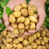 2025 Hubei Enshi Patatas Pequeñas Ricas en Selenio 4.5kg Recién Desenterradas Verduras de Pulpa Amarilla Patatas Mini Patatas de Temporada