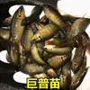 Pez Betta Chino Pez de Agua Fría Cola de Forca Común Fácil de Criar Pez Ornamental Cola de Forca Azul Fuego Australiano No Necesita Cambiar el Agua Alevín de Pez Betta Chino Cola de Forca Común Gigante