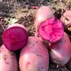 Colección Completa de Semillas de Rábano para Cuatro Estaciones, Semillas de Rábano Shawa para Plantar en el Huerto Casero, Semillas de Zanahoria Verdura de Cuatro Estaciones