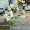 Arranjos Florais Brancos e Verdes Fabricante Atacado Flores de Mesa para Casamento Hotel Casamento ao Ar Livre Decoração de Corredor para Gramado