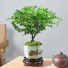 Pimenta Aromática Vaso Mini Planta Repelente de Mosquitos Flor de Interior Sala de Estar Escritório Mesa Pequena Planta Verde Fácil de Manter