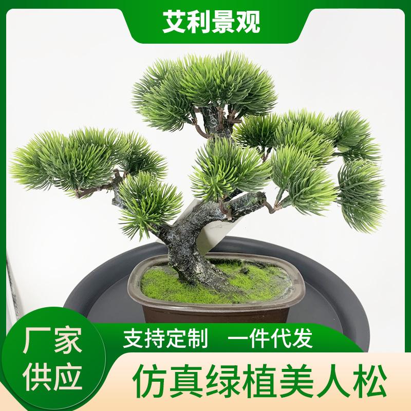 美人松