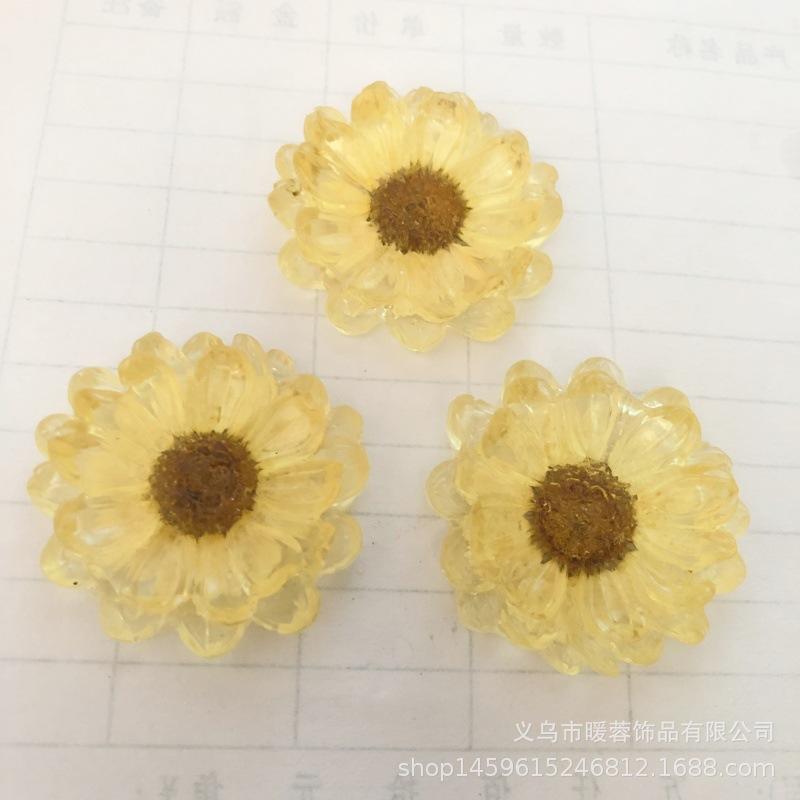 杭白菊2