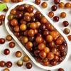 Raíz de Bodhi Natural Color Caramelo Rico Cuentas Redondas Pulsera de Bodhi Cuentas Dispersas DIY Cuentas de Buda Pulsera de Juego Cultural Accesorios para Mujer