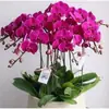 Mudas de Orquídea Phalaenopsis com Hastes Florais e Botões, Orquídeas em Vasos, Mudas Grandes, Fácil de Manter na Sala de Estar, Plantas e Flores de Interior
