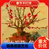 Jardín de Flores para Dropshipping, Wintersweet, Ciruela Roja, Ciruela Negra, Ciruela Verde, Ciruela Blanca, Brote de Wintersweet Corazón Liso, Maceta de Flor de Ciruelo