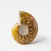 Fóssil de Concha de Amonite Natural de Madagascar Transfronteiriço Fóssil Paleontológico Espécime Pedra Bruta Ornamento