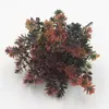 Atacado de fábrica plantas aquáticas de plástico simulação 7 garfos grama Guanyinlian outono simulação plantas suculentas decoração de casa flores