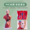 Modelo de cuerpo humano de 28 cm, torso, vísceras humanas, modelo de anatomía, material didáctico médico, hueso, juguetes educativos para niños.