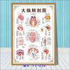 Diagrama esquemático del sistema musculoesquelético humano. Póster médico. Diagrama de la estructura del corazón. Póster hospitalario.