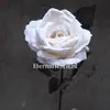 Veludo Rosa Único Simulado Estilo Escuro Rosa Vermelho e Branco Rosa de Cabeça Única Rosa Venda por Atacado Rosa Parede Personalização