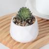 Decoración de planta verde artificial nórdica al por mayor, decoración creativa de suculenta en maceta pequeña, planta verde, flor falsa, decoración de escritorio