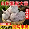 Ajo Jinxiang Ajo Seco Nuevo Ajo Nuevo 2024 2.5kg Cabezas Venta al por Mayor Ajo Seco de Piel Morada Caja Completa Estación Independiente