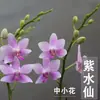 Planta de Phalaenopsis en Maceta con Vara Floral y Capullo Floral Flor Otoño e Invierno Orquídea para Sala de Estar Plántula Grande Planta de Interior Fácil de Mantener en Todas las Estaciones