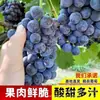 Plántulas de Vid Rosa Sunshine, Plantas en Maceta, Empaquetadas con Tierra, Plántulas de Árbol Frutal Adecuadas para Plantar Tanto en Regiones del Norte como del Sur, Plántulas de Vid que Dan Fruto el Mismo Año
