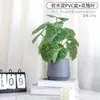 Lujo Ligero Estilo Escandinavo Planta Potos Simulada Bonsái Flores Artificiales Adornos Hoja de Tortuga Maceta Mesa Decoraciones de Flores Falsas