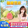 Seleccionadas Cuidadosamente Gotas de Guayaba Dropshipping 3 jin Fruta individual 150g+ Pulpa blanca Polvo de ciruela ácida gratis Guayaba Fruta Fresca