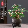 Planta de Árbol Bodhi en Maceta, Pequeño Bonsái de Bodhi con Frutos, Decoración de Escritorio Estilo Zen Chino, Planta Verde Creativa para Interiores Fácil de Cuidar